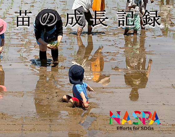 苗の成長記録／2026年6月11日（木）撮影 （令和8年度南魚沼産