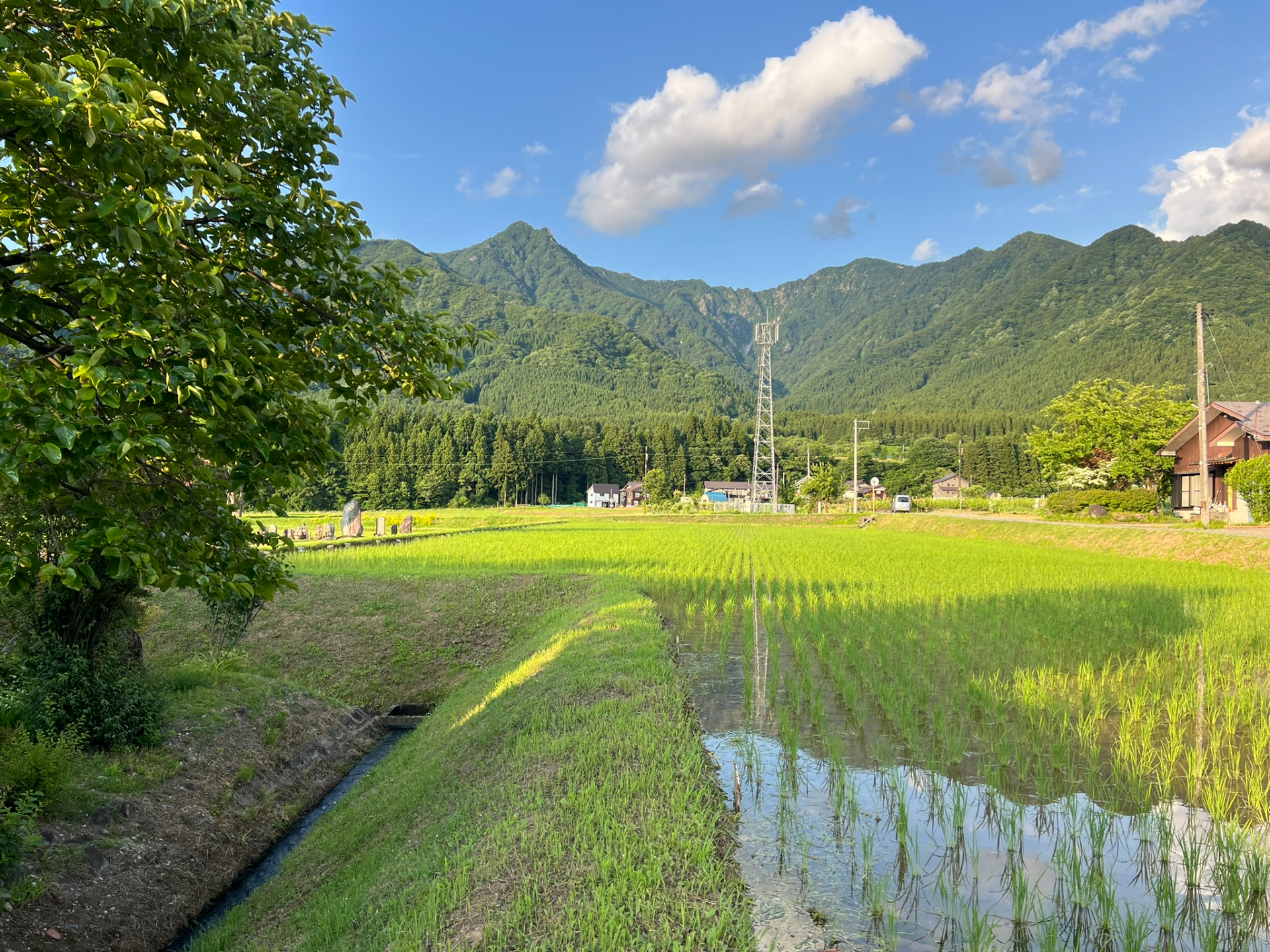 苗の成長記録／2026年6月11日（木）撮影 （令和8年度南魚沼産